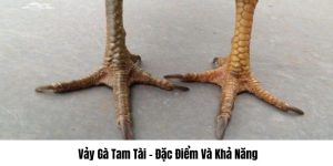 Vảy gà tam tài