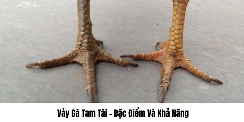 Vảy gà tam tài