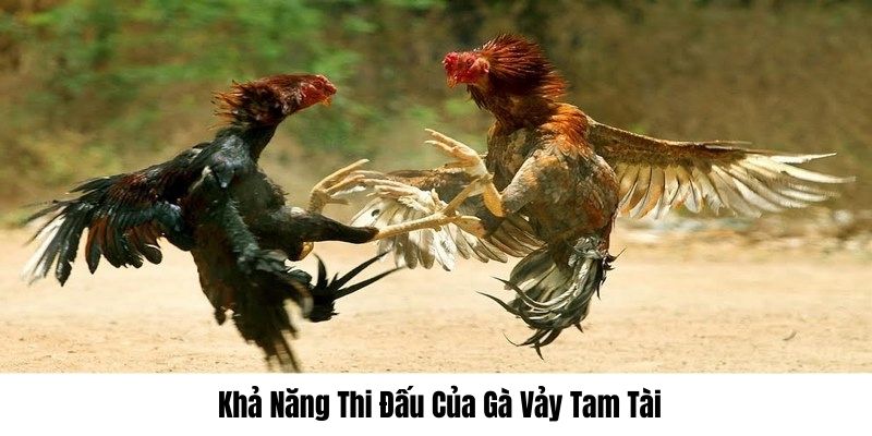 Gà vảy độc đáo đá hay tùy vào chăm sóc, huấn luyện