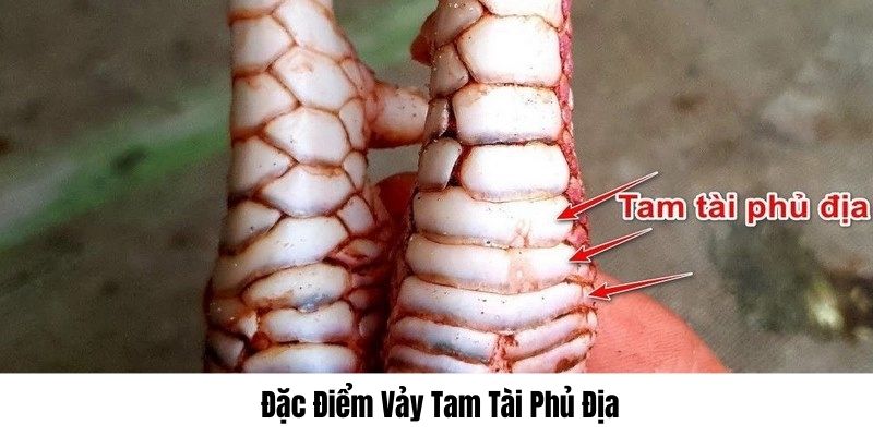 Đặc điểm chủng phủ địa vảy gà tam tài rất độc đáo
