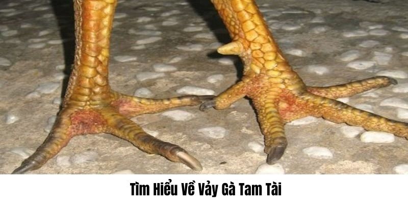 Nhận diện vẻ đẹp của vảy gà tam tài